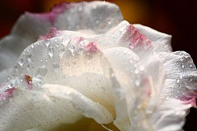 《我的世界》新更新花园觉醒12月上线 新生态丛林花园登场